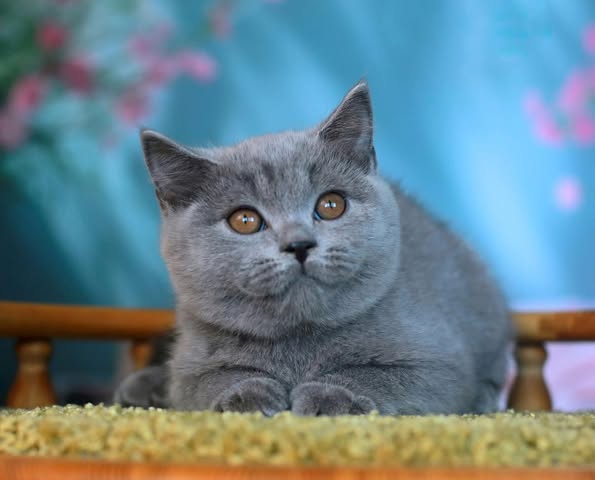 British Shorthair