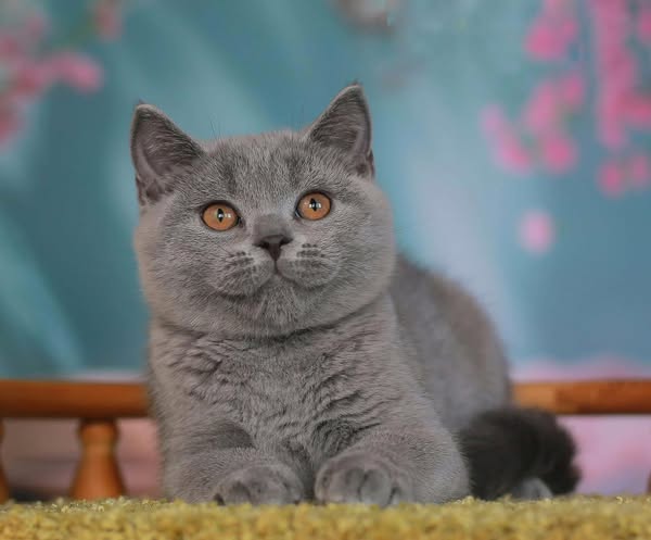 British Shorthair