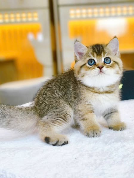 British Shorthair