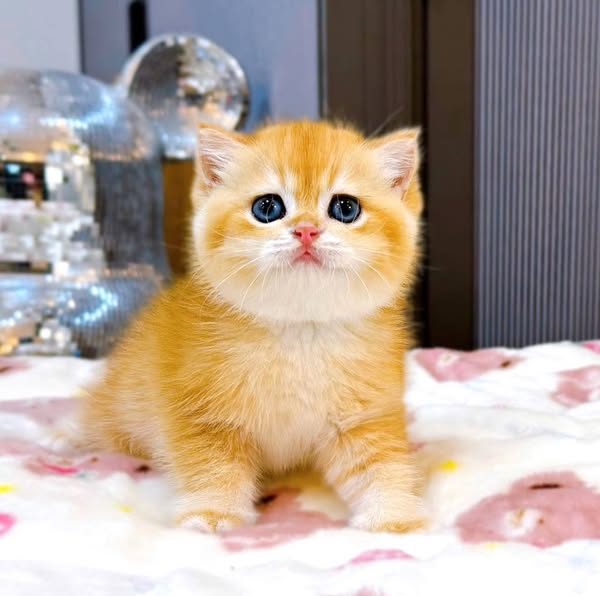 British Shorthair