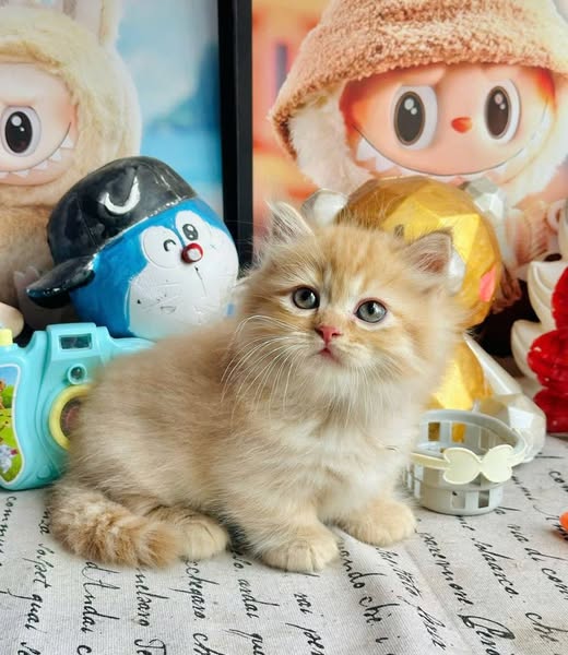 Munchkin