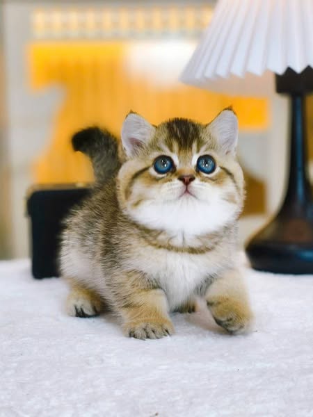 British Shorthair