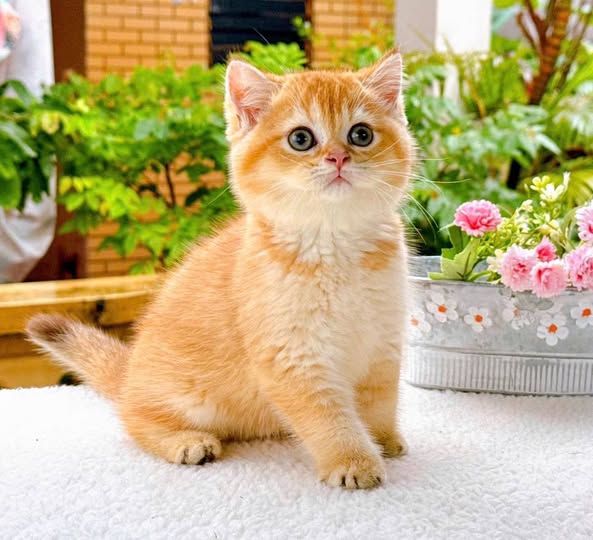 British Shorthair