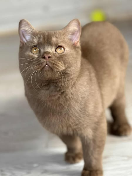 British Shorthair