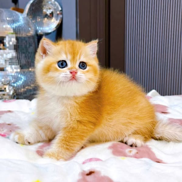 British Shorthair