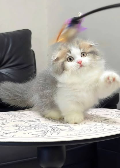 Munchkin Fold Longhair