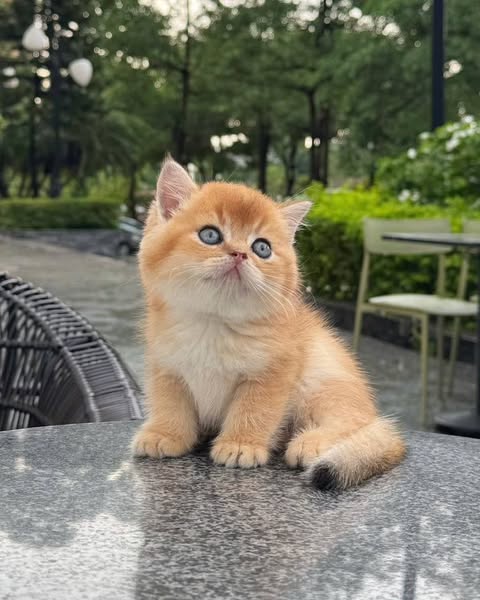 British Shorthair