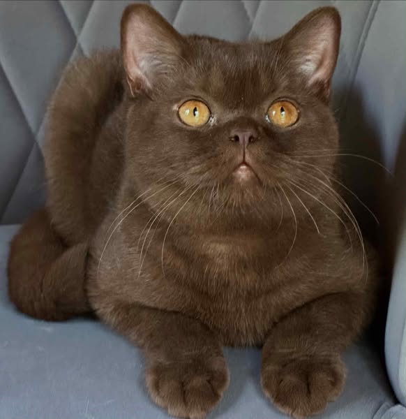 British Shorthair