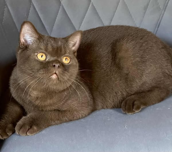 British Shorthair