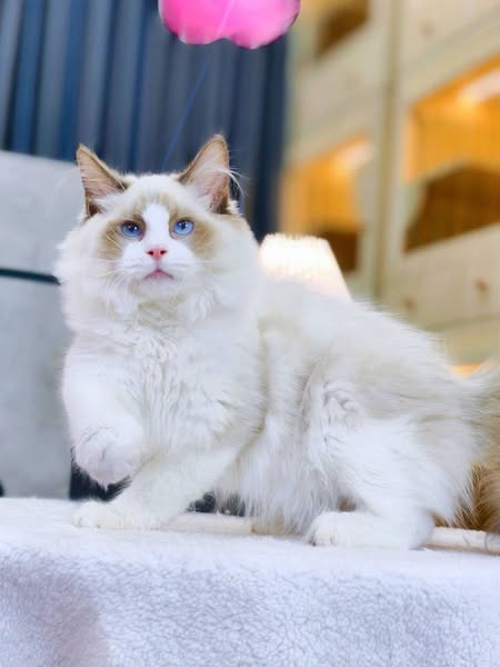 Ragdoll