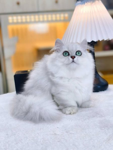 Munchkin Longhair