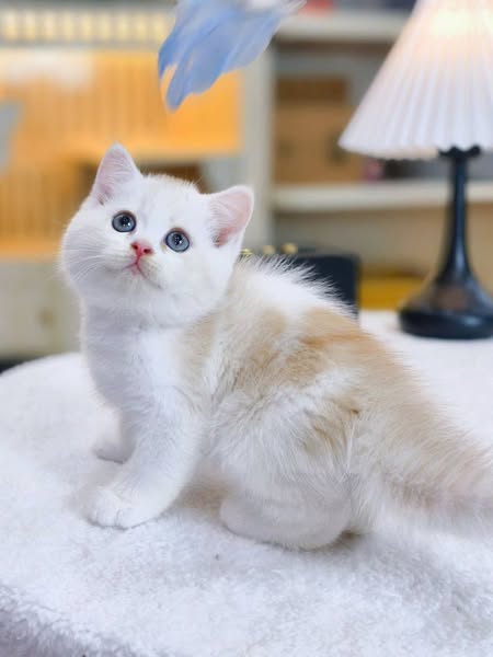 British Shorthair
