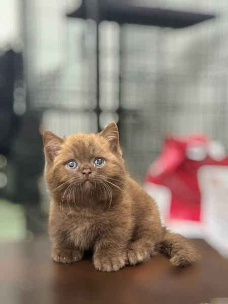 Munchkin
