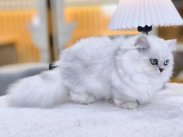 Munchkin Longhair