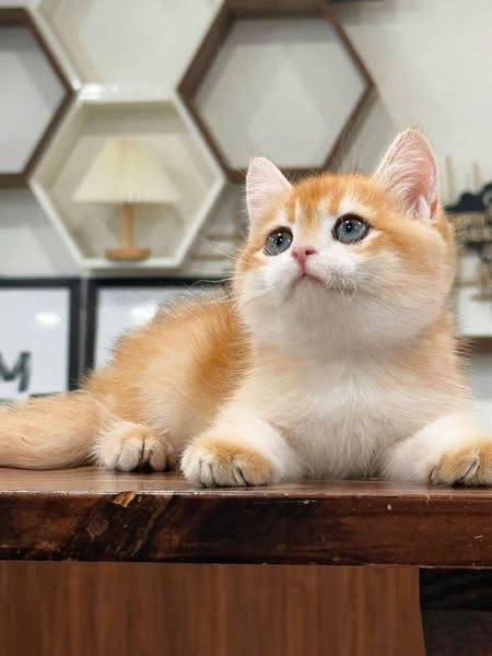 British Shorthair