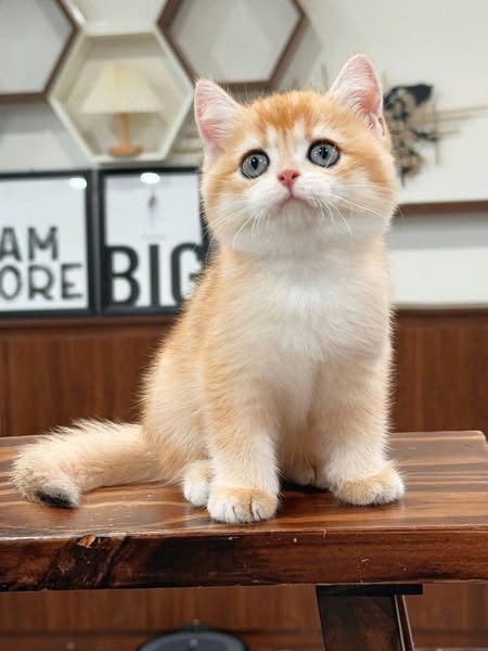 British Shorthair