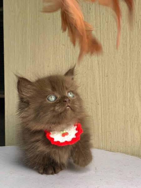 Munchkin Longhair