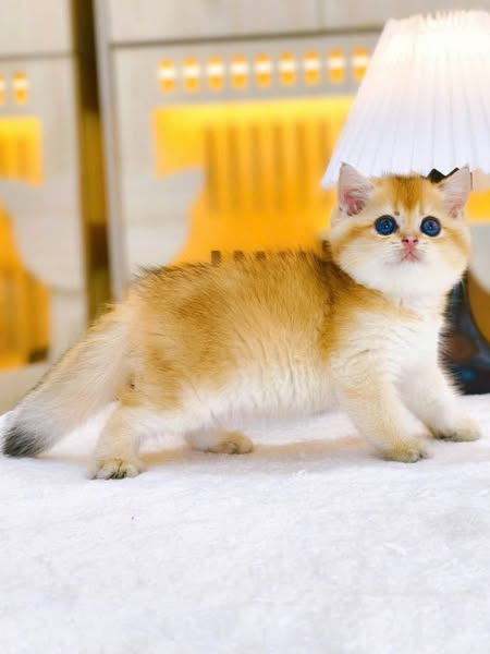 British Shorthair