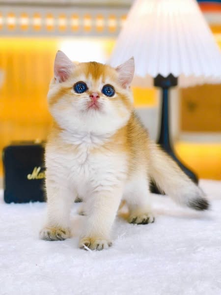 British Shorthair