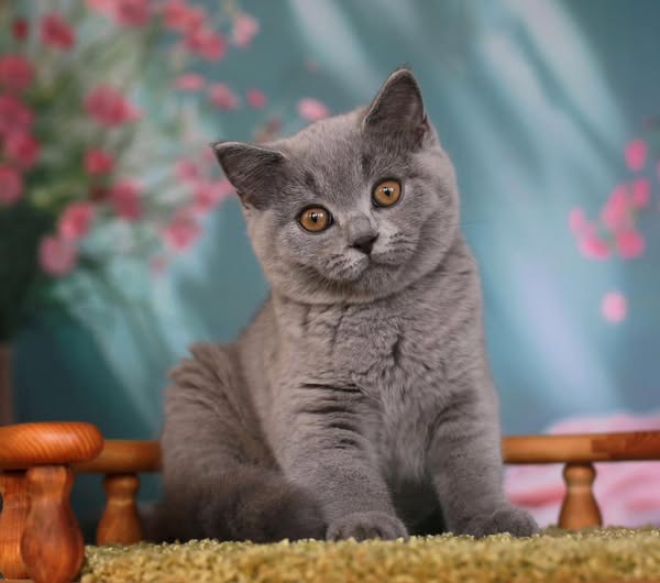 British Shorthair