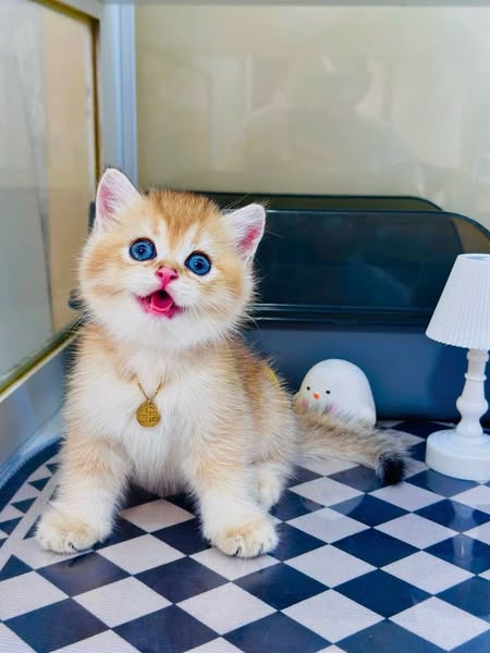 British Shorthair