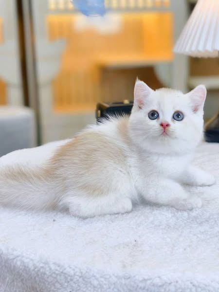 British Shorthair