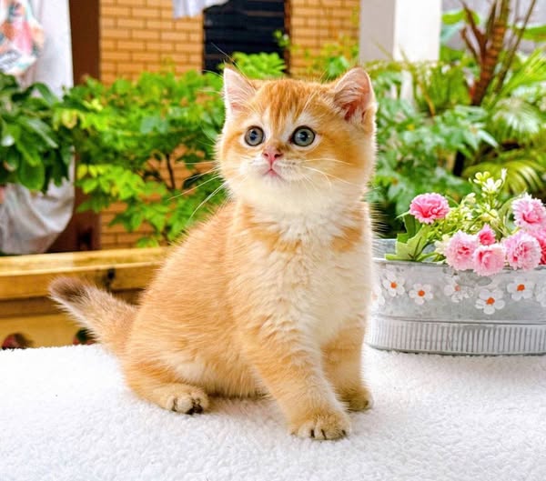 British Shorthair