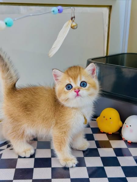 British Shorthair