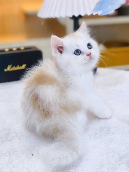 British Shorthair