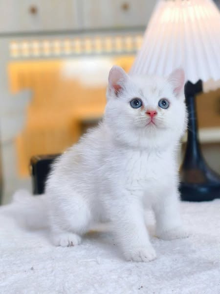British Shorthair