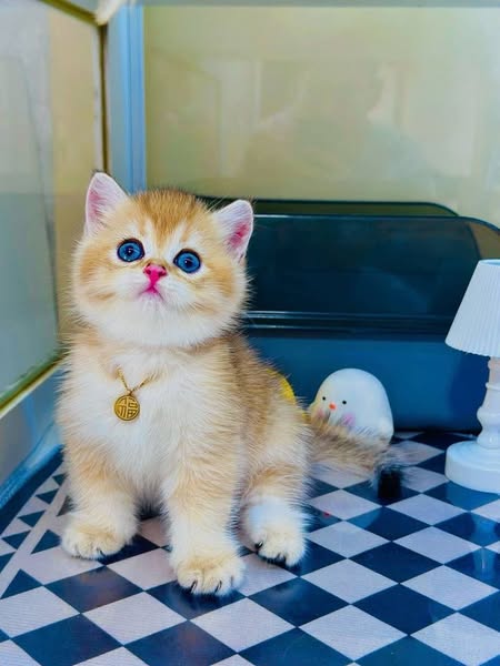 British Shorthair