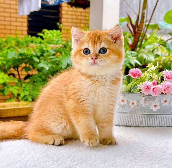 British Shorthair