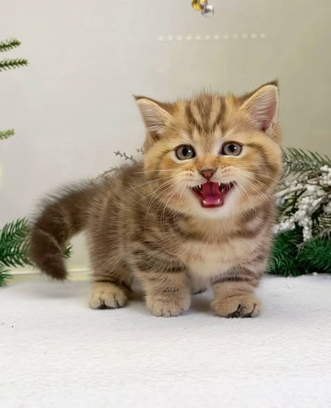 Munchkin