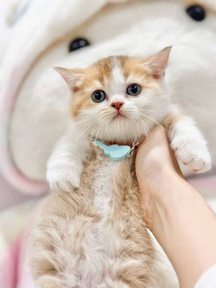 Munchkin