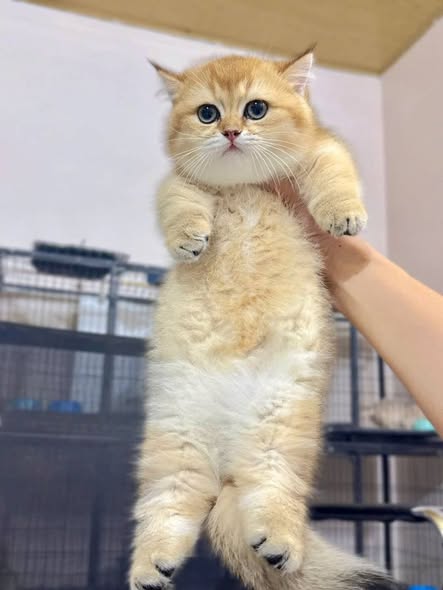 Munchkin