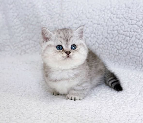 Munchkin