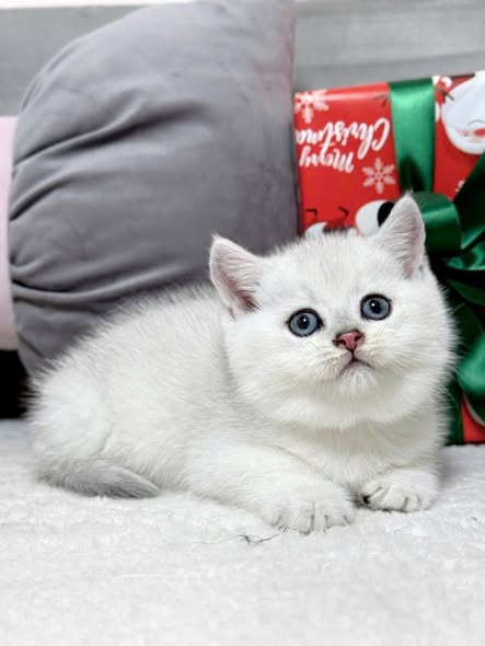 British Shorthair