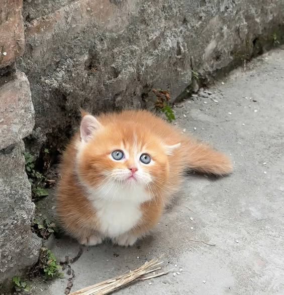 Munchkin