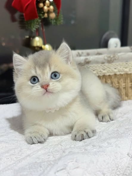 British Shorthair