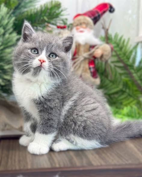 British Shorthair