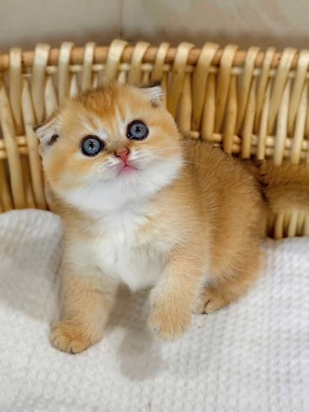 Scottish Fold