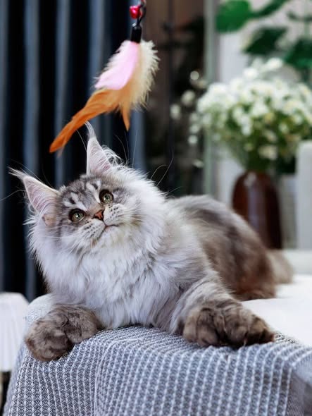 Maine Coon
