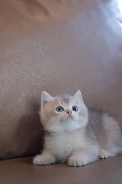 British Shorthair