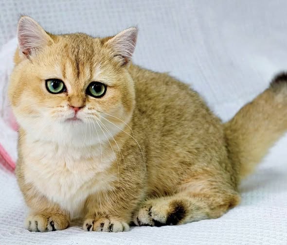 Munchkin