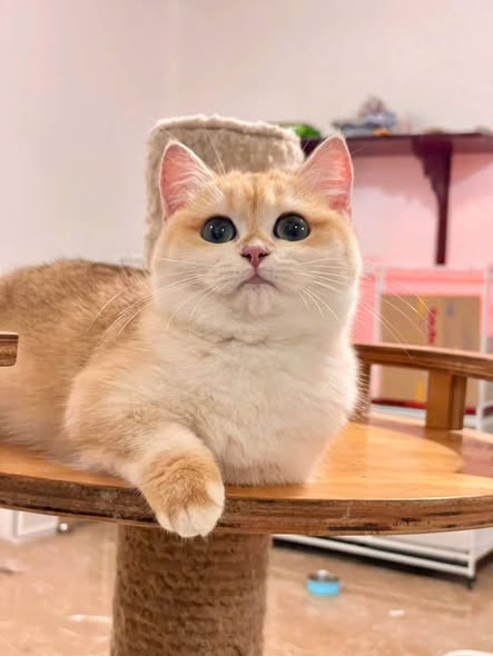 Munchkin