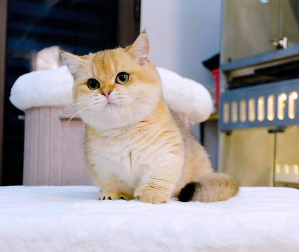Munchkin