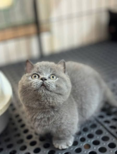Munchkin