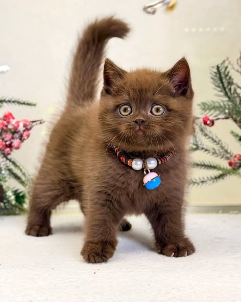 British Shorthair