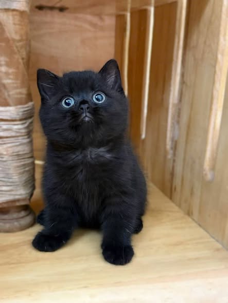 British Shorthair