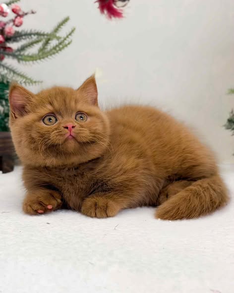 Munchkin